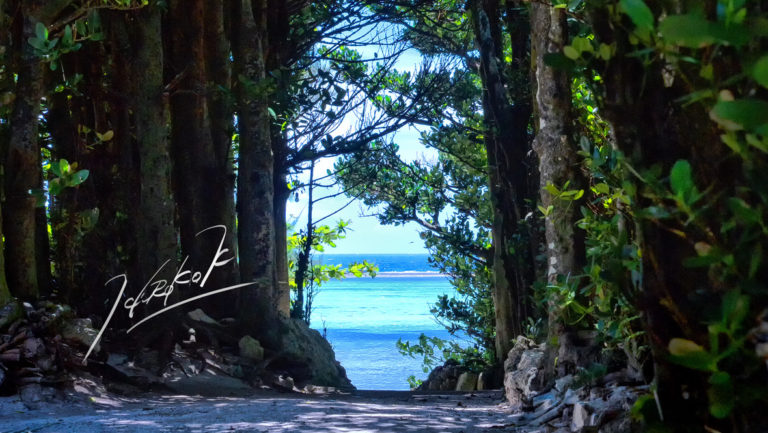 【沖縄】備瀬フクギ並木を写真でご紹介：サイクリング、カフェ、アクセス、駐車場、近くのホテルなど