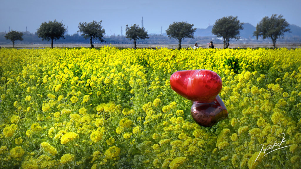 岡山 笠岡ベイファーム フォトグラファーが撮った年間の花畑ギャラリー 向日葵や菜の花の見頃はいつ 周辺観光もご紹介 Hiroko Kamimura